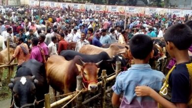 Photo of ২০২৫ সালে অনলাইনে কোরবানির পশু কেনার পূর্ণাঙ্গ গাইড
