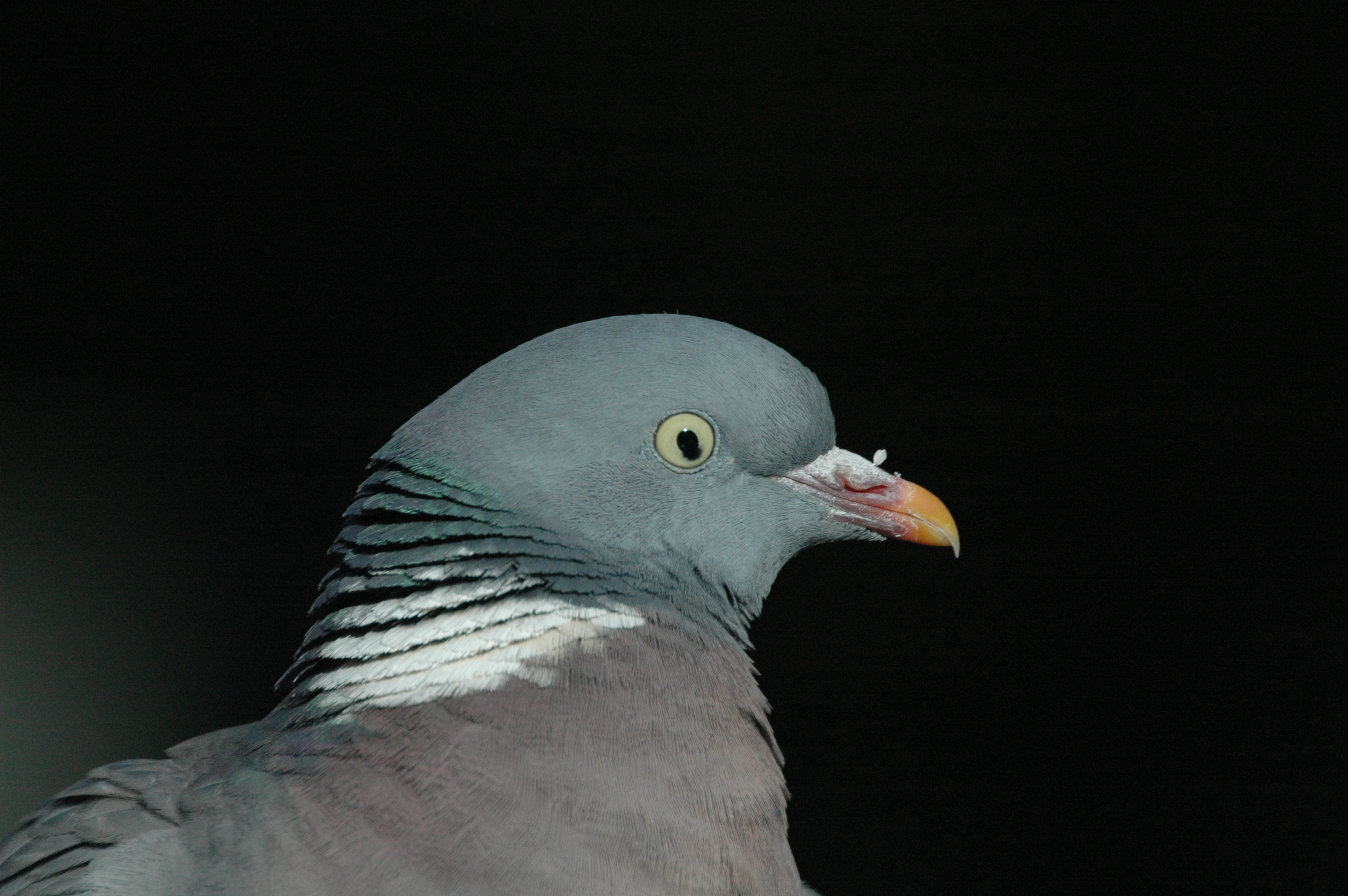 racing pigeons