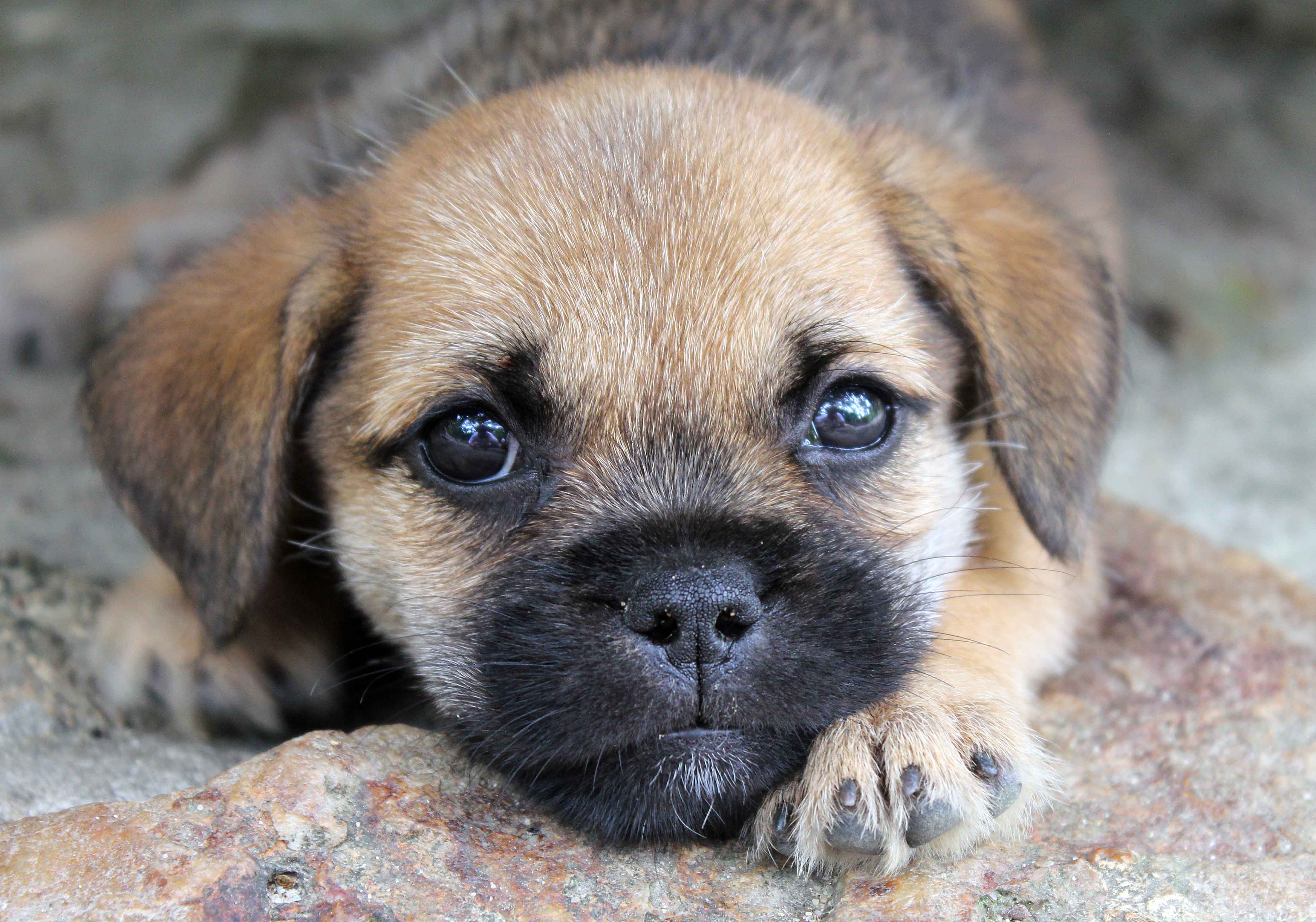 Photo of First Timers Guide to Buying a Pet Dog in Bangladesh