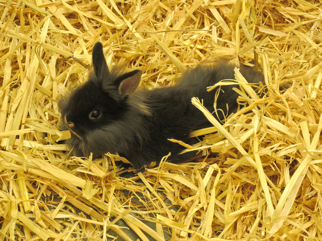 Outdoor rabbits for outlet sale