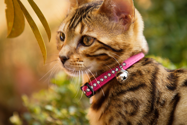 Photo of Buy Best Pet Accessories for Cats in Bangladesh