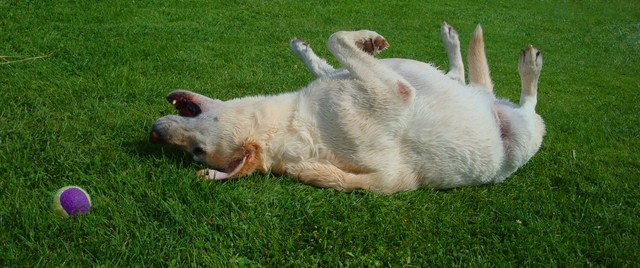 Photo of Easiest Dog Breeds to Keep in Bangladesh