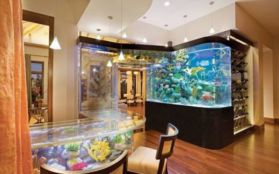 Photo of A Guide to Buy Home Aquariums and Fish Keeping in Bangladesh