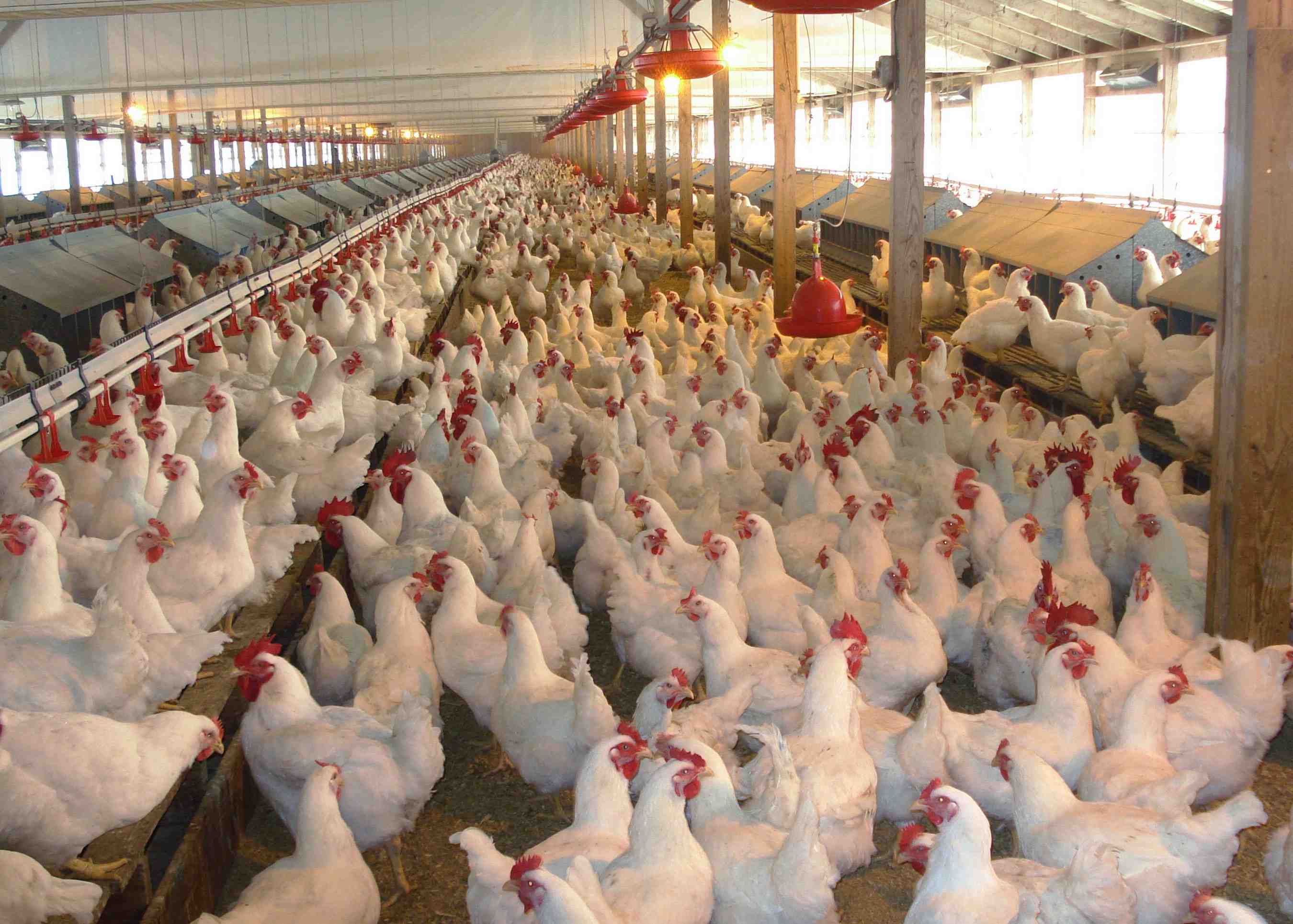 Photo of Beginners Guide to Keeping Poultry in Bangladesh