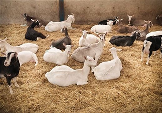 Photo of Beginner’s Guide to Keeping Goats: Advice and Tips