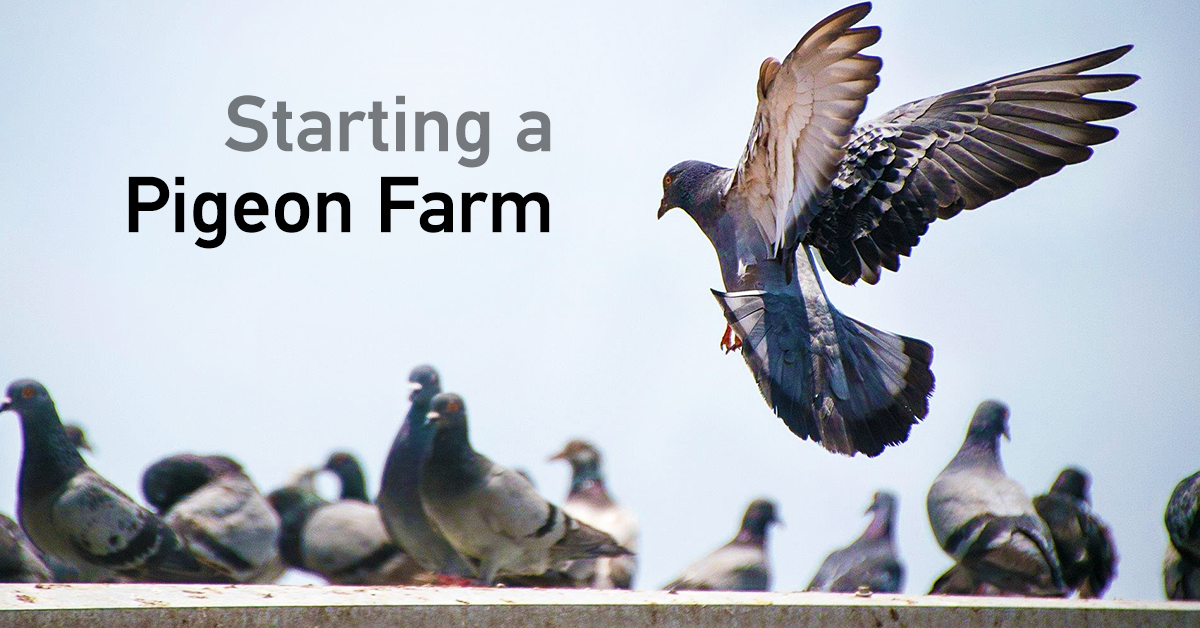 Pigeon Firm in Bangladesh