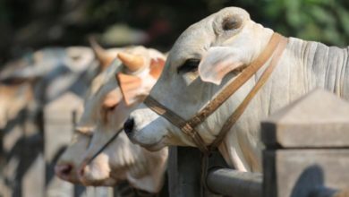 Photo of Buying Qurbani Animals Online? A Complete Guide Should Follow