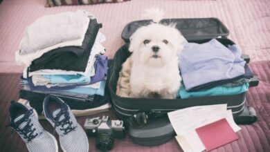 Photo of Traveling with Your Pet: What to Do to Ensure a Safe Journey