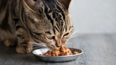 Photo of Nutritious Dietlist for Cats