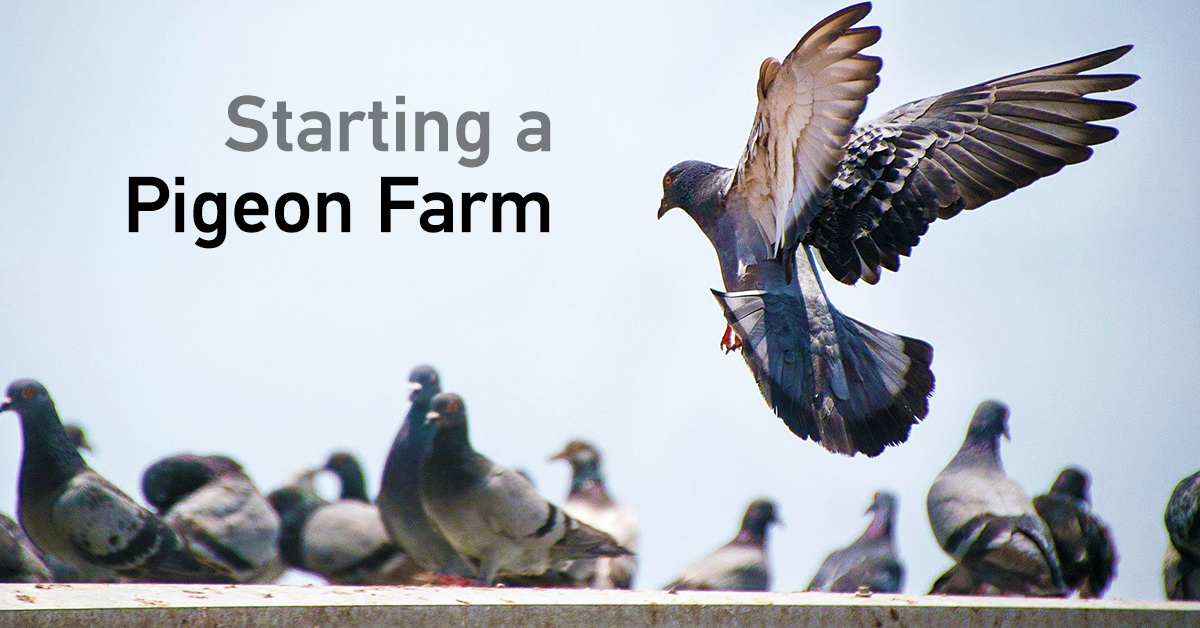 Photo of How to Start and Look After a Pigeon Farm for Business in Bangladesh
