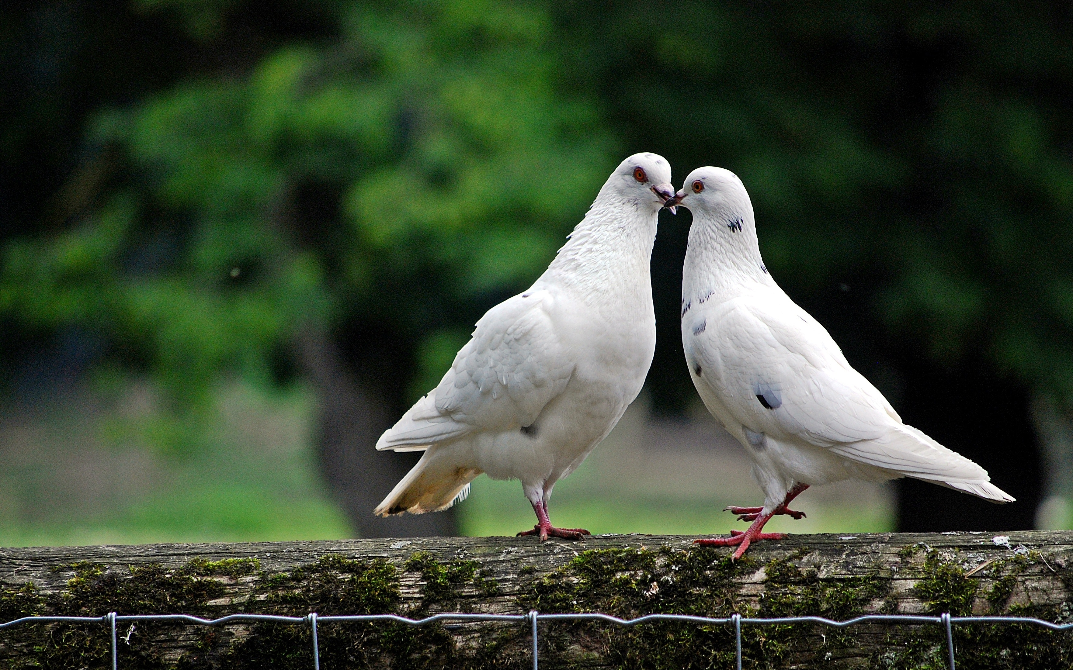 male and female pigeon